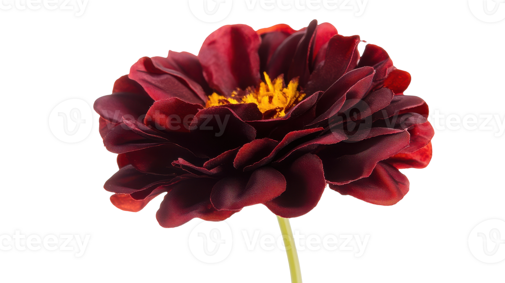 A red flower with yellow center on a black background png