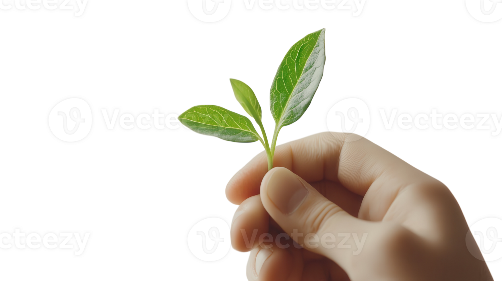 A hand holding a green plant on a black background png