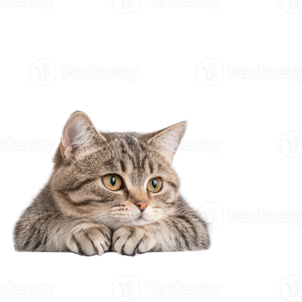 A close-up of a domestic cat resting with a curious expression. png