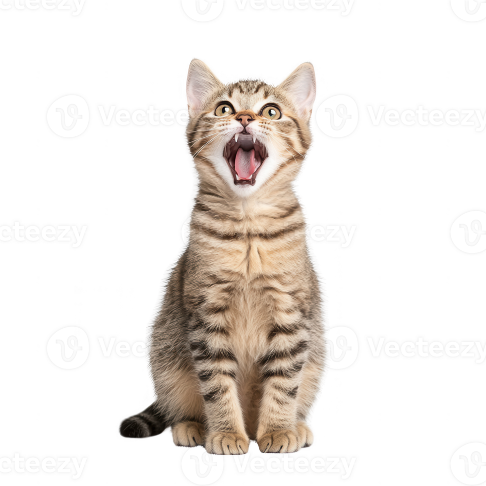 A playful tabby cat with a curious expression, ready for mischief and adventure. png