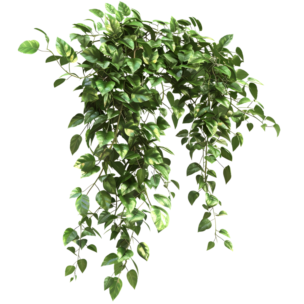 Lush Green Hanging Ivy Plant isolated on transparent background png