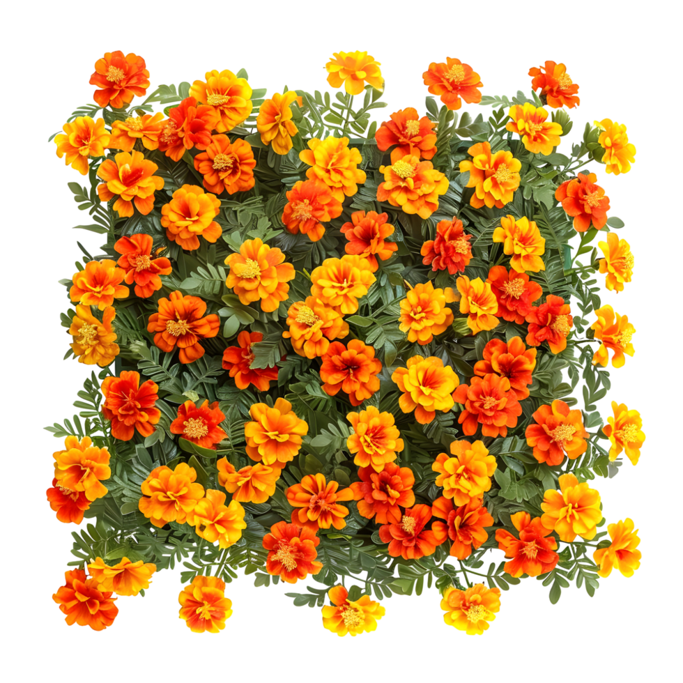Bright marigold flowers in full bloom isolated on transparent background png