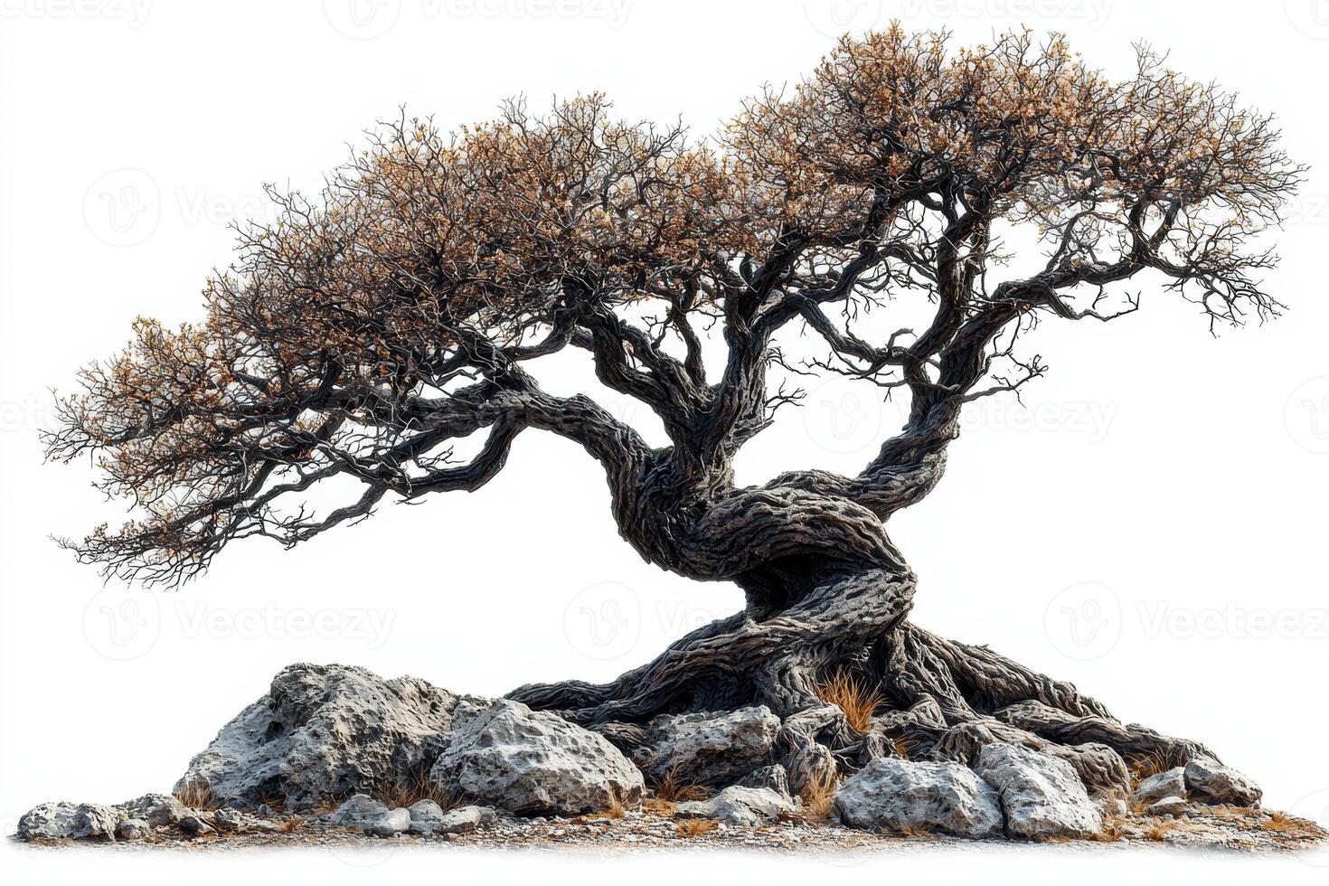 Ancient twisted tree with weathered trunk and gnarled branches in rocky terrain photo