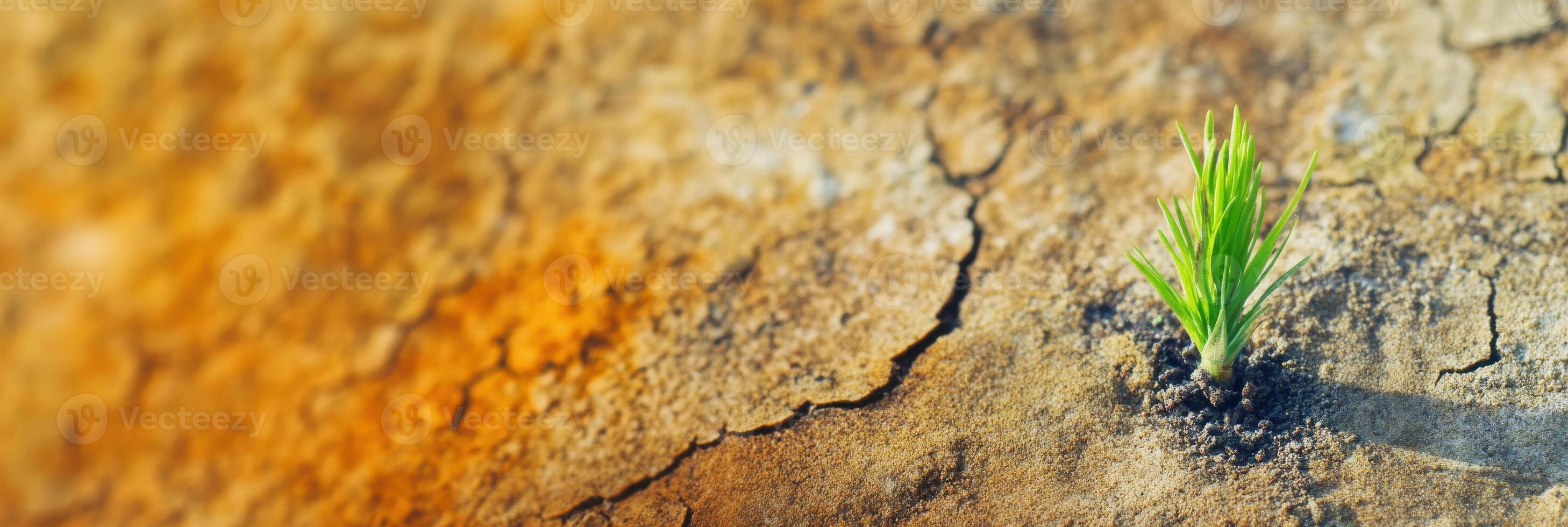 Young green plant growing through cracked dry earth symbolizing resilience and renewal photo