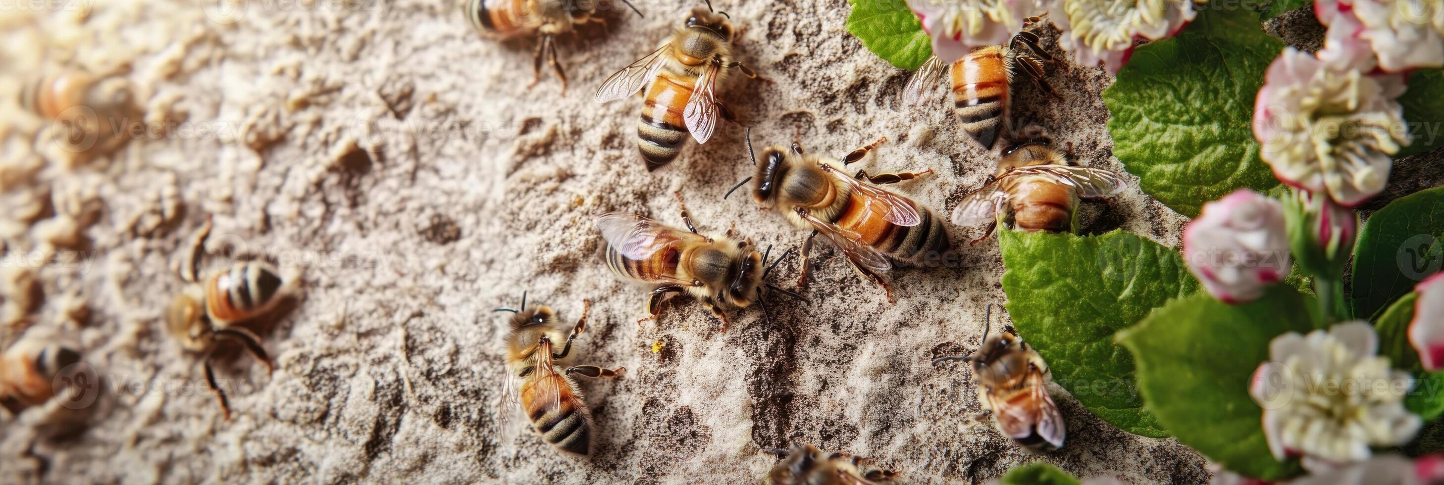 Close-up of bees gathering on tree bark with blossoming flowers in spring photo