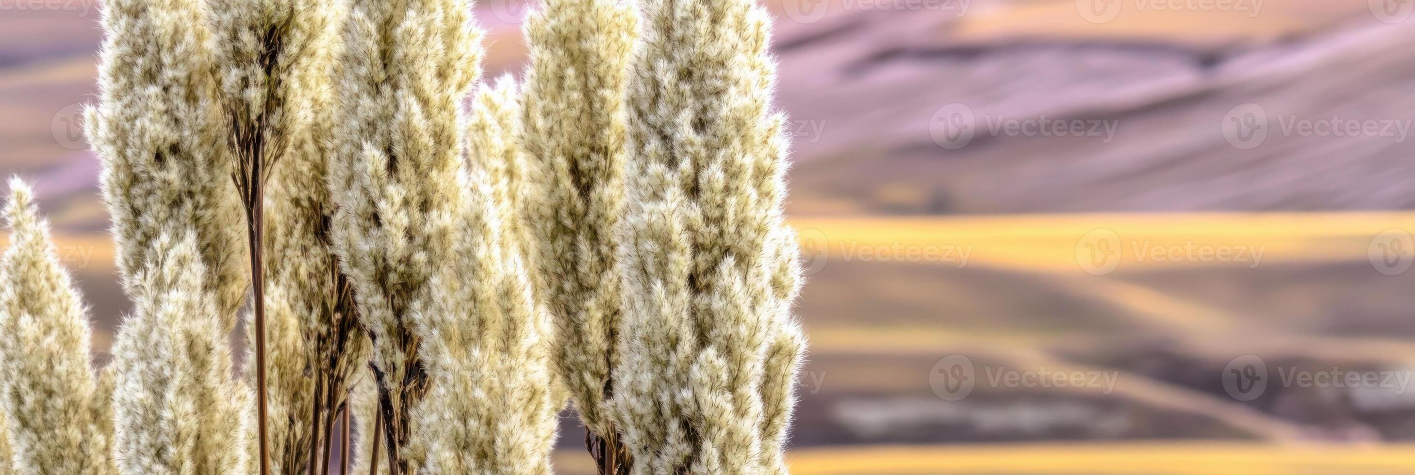 Close-up of tall pampas grass with blurred rolling hills in the background photo