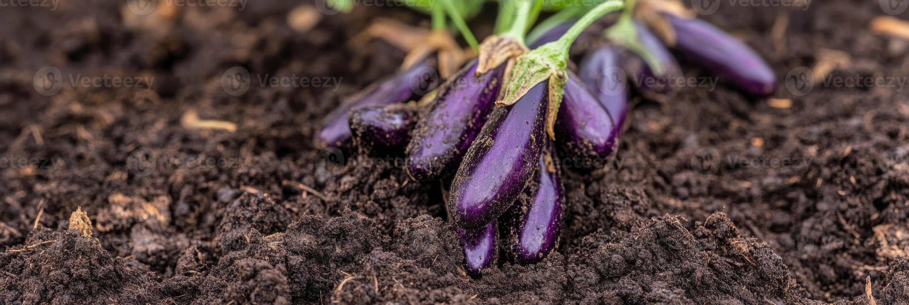 Fresh purple eggplants in fertile soil in a garden setting for bountiful harvest photo