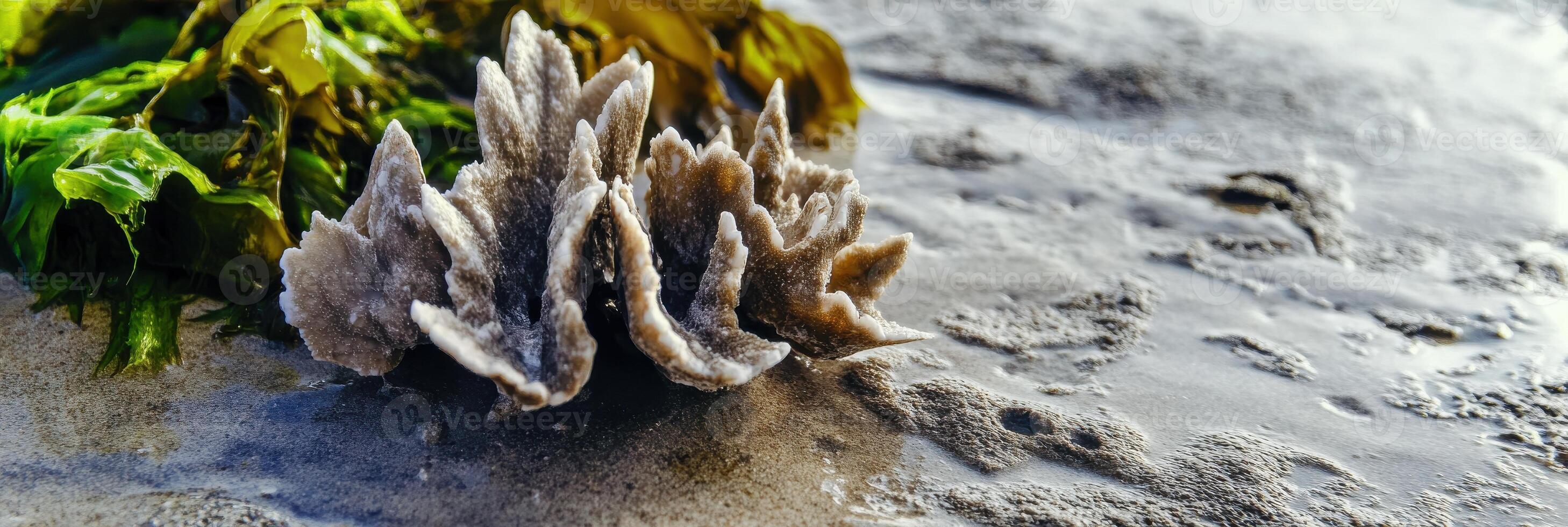 Close-up of salt formations on beach sand with green seaweed concept photo