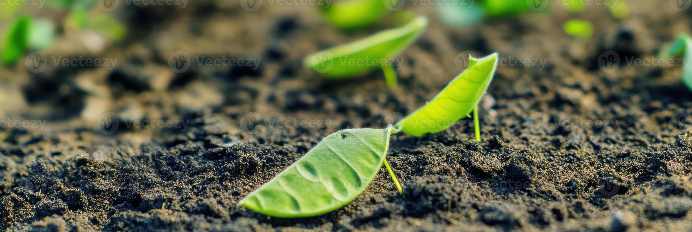 Young green seedling sprouting in fertile soil, growth and development concept photo