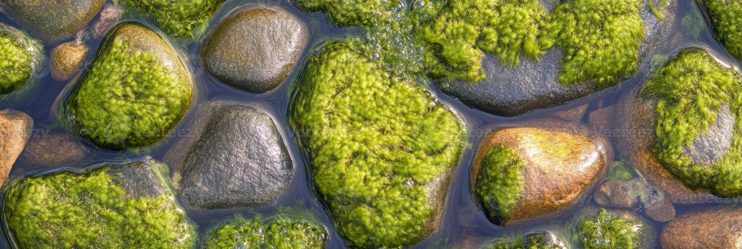 Moss-covered rocks in shallow water showcasing natural texture and vibrant green hues photo