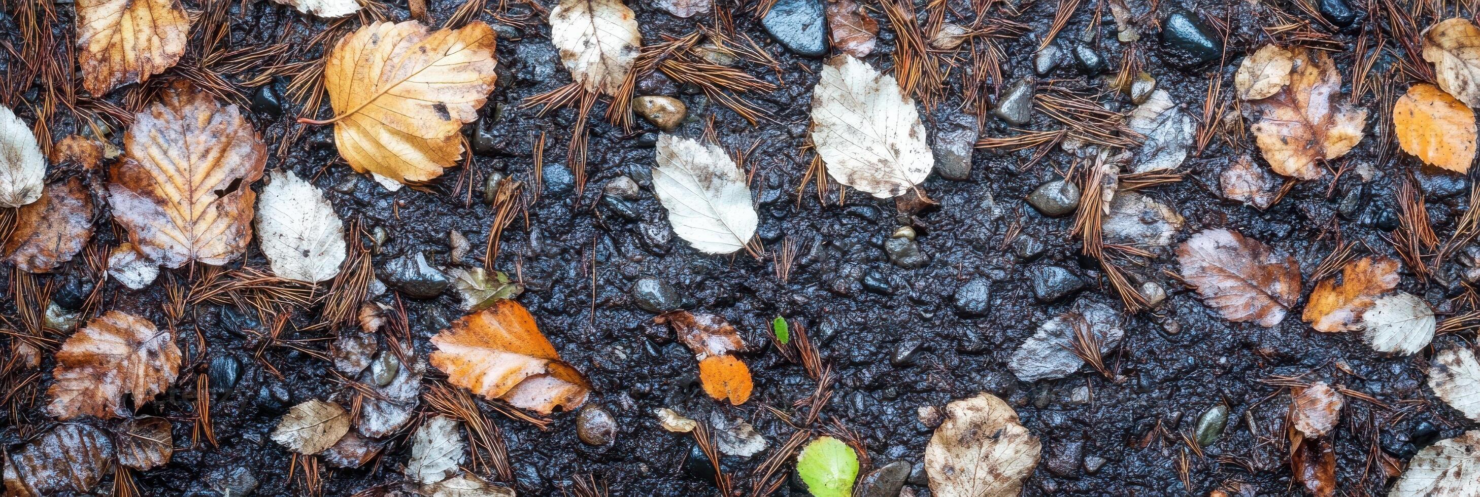 Wet autumn leaves scattered on muddy forest path with pine needles and stones photo