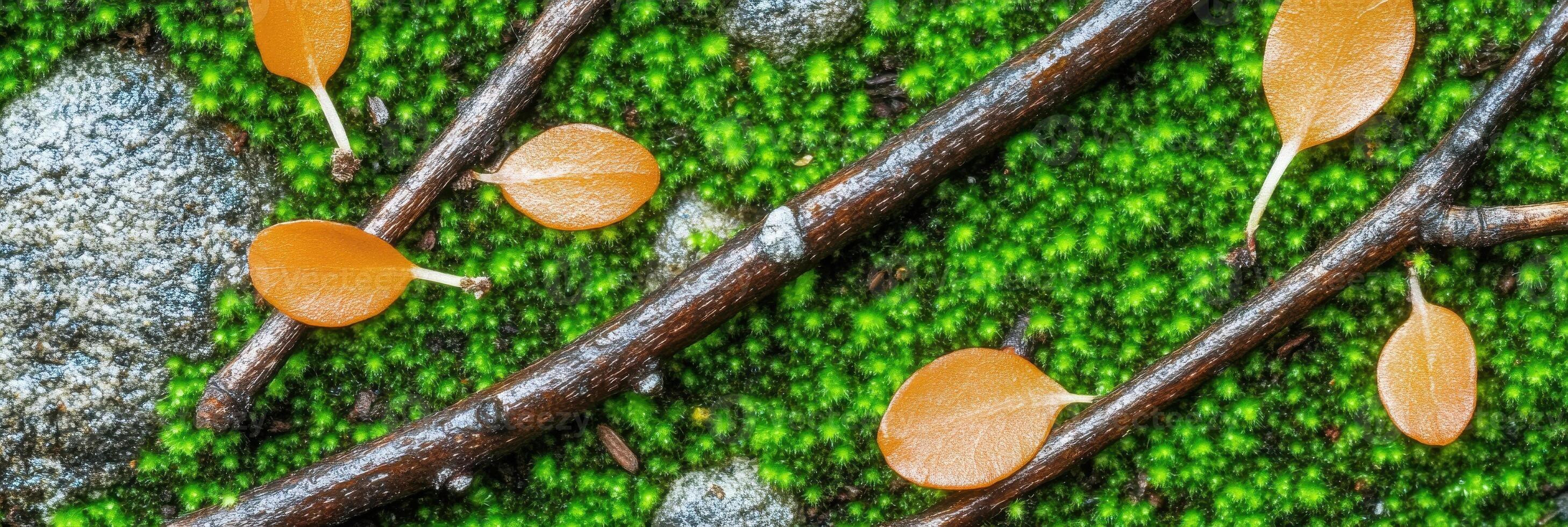 Autumn leaves and twigs on green moss with rocks. concept of nature and change photo
