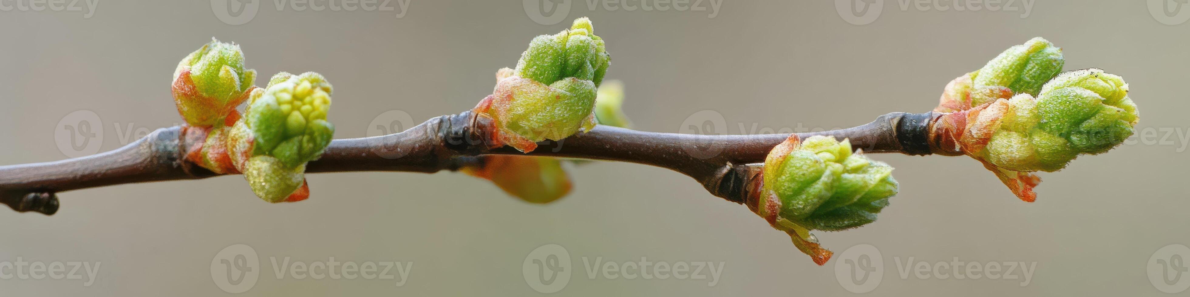 Close-up of springtime budding on a tree branch with fresh green growth photo
