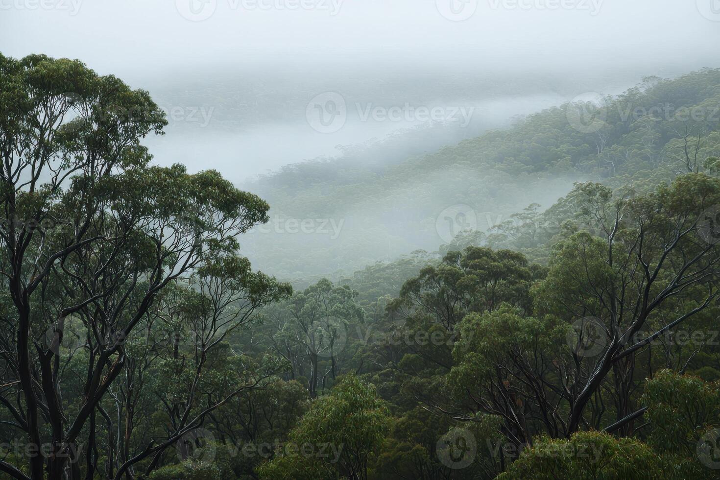 Misty forest landscape with lush greenery and layered hills in morning fog photo