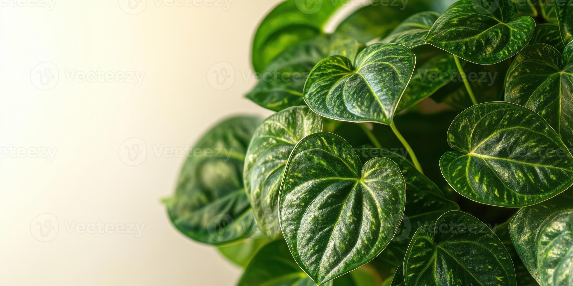 Close-up of lush green philodendron leaves with heart-shaped patterns photo