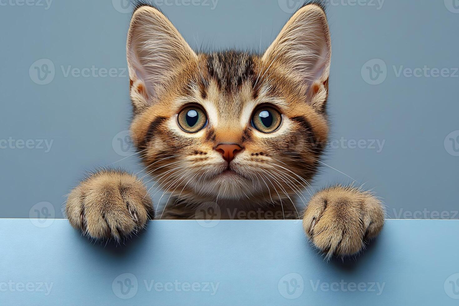 Adorable Kitten Portrait for Pet-Themed Designs and Posters photo