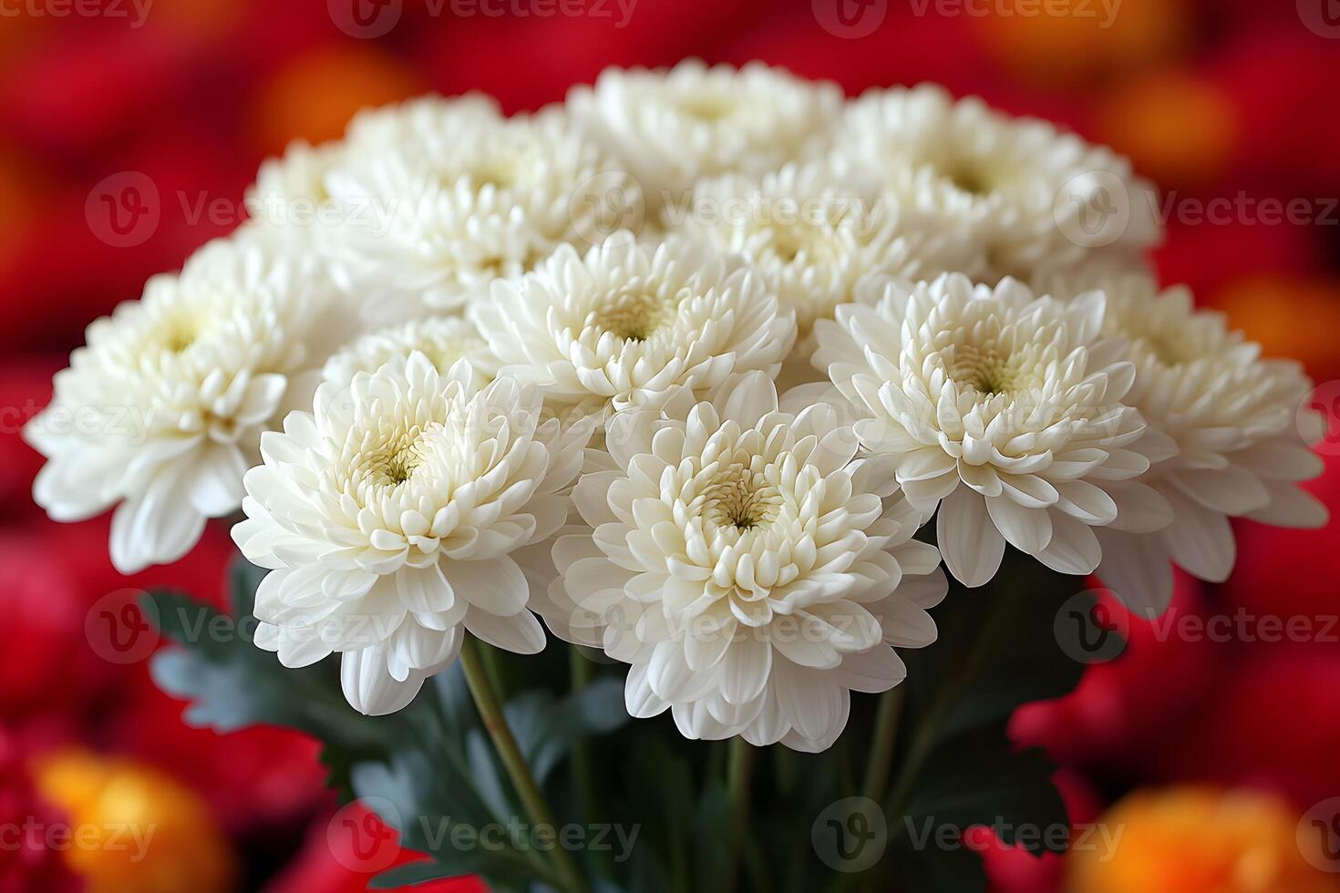 Elegant White Chrysanthemums Bouquet Against Vibrant Red and Orange Background for Floral Decor photo