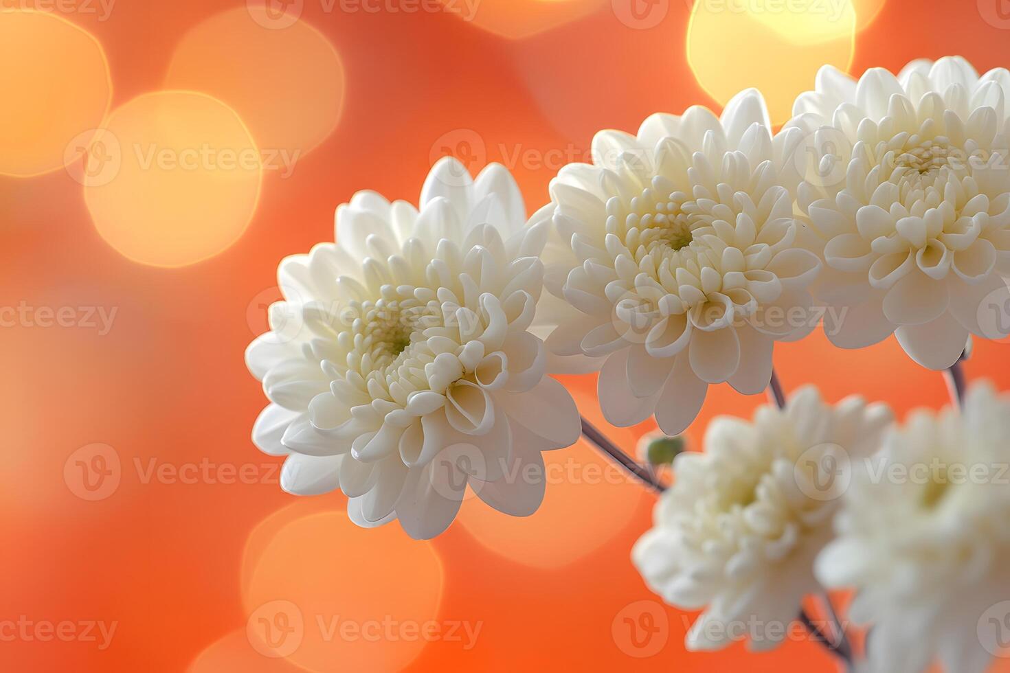 Chrysanthemum Elegance Against Radiant Bokeh Background for Floral Decor and Design photo