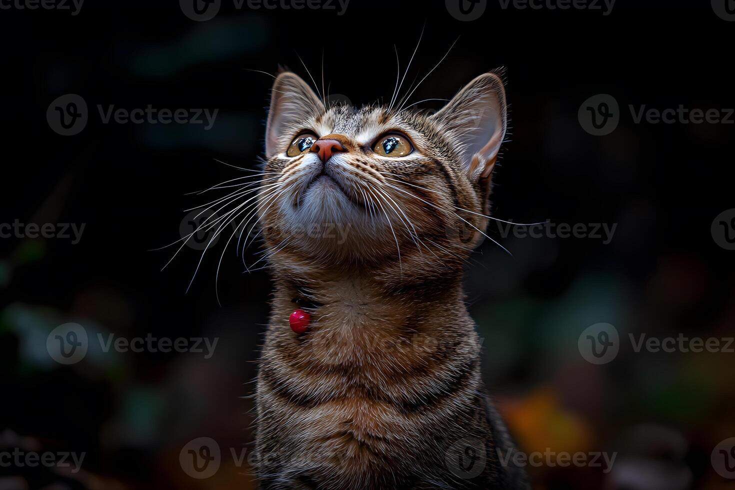 Curious Tabby Cat Gazing Upward in a Dark, Mystical Forest Setting photo