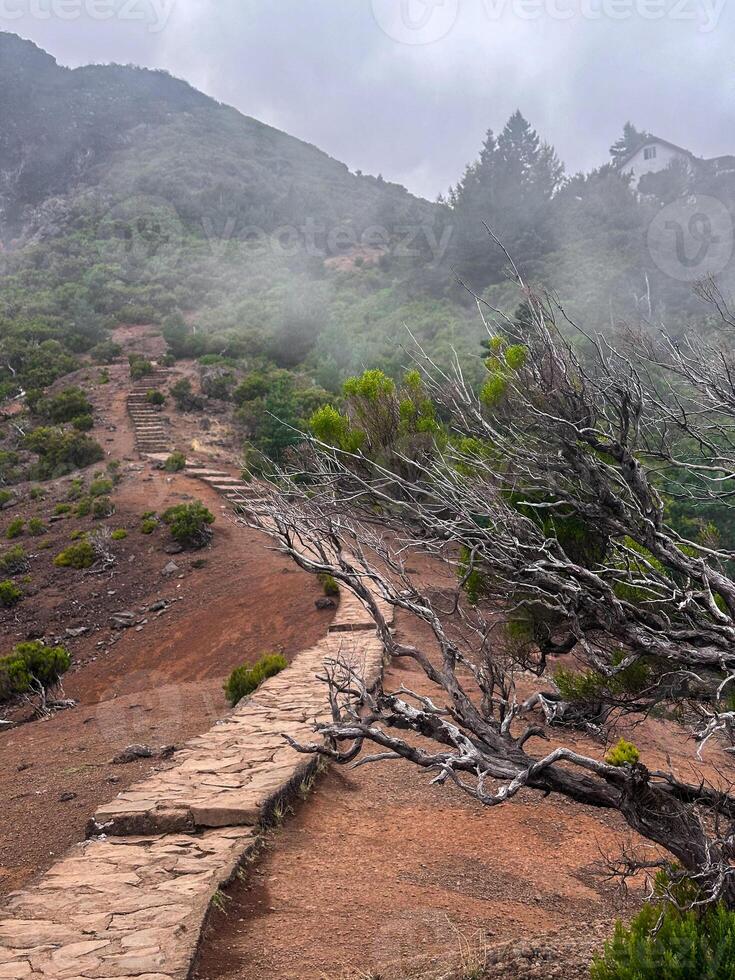Madeira island Portugal PR1 Pico do Arieiro mountains hiking trekking trail stone path fog mist dramatic rough trees green eco nature connection wilderness valley no people loneliness vertical photo