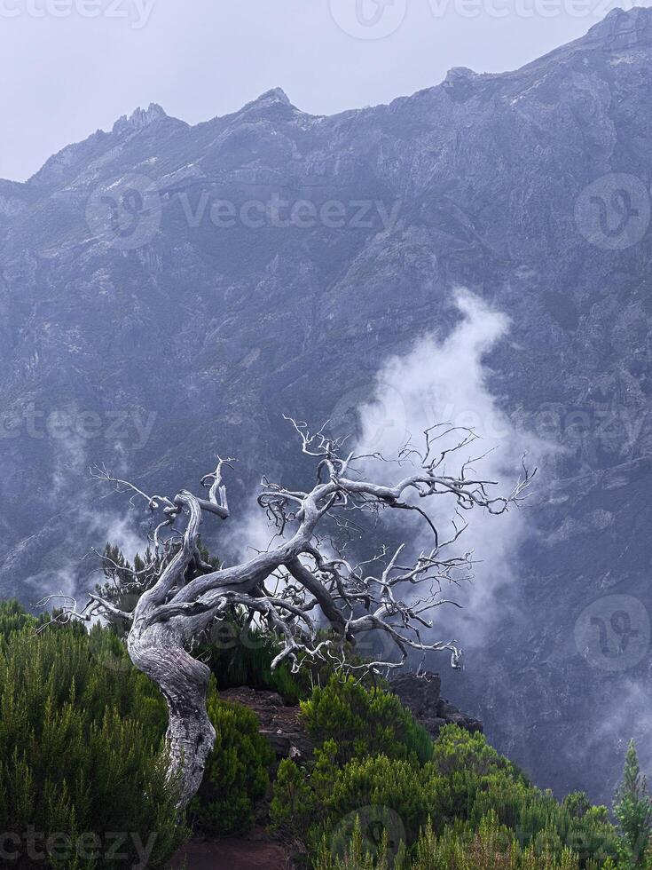 Madeira island Portugal PR1 Pico do Arieiro mountains cliff hill rough tree fog mist dramatic contrast sky green eco nature connection bonding wilderness hiking trekking trail vertical photography photo