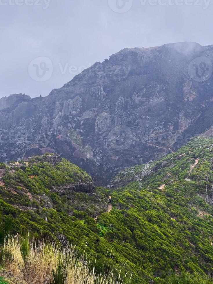 PR1 Madeira island Portugal forest fires consequences rough trees dramatic contrast burnt ground greenery mountains cliff hill fog mist eco nature connection bonding wilderness hiking trail vertical photo