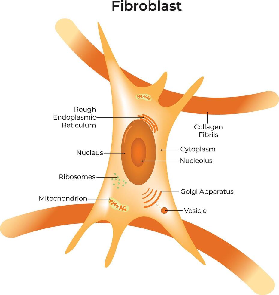 Fibroblast Science Design Illustration Diagram vector