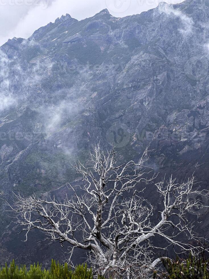 Madeira island Portugal PR1 Pico do Arieiro mountains cliff hill rough tree fog mist dramatic contrast sky green eco nature connection bonding wilderness trekking trail no people vertical photography photo