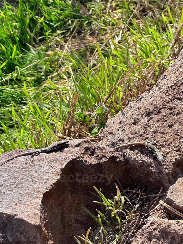 Madeira island Portugal salamander lizard tiny animals eco nature national park connection bonding wilderness greenery stones close up discovery mountains cliff hill hiking trail valleyvertical photo