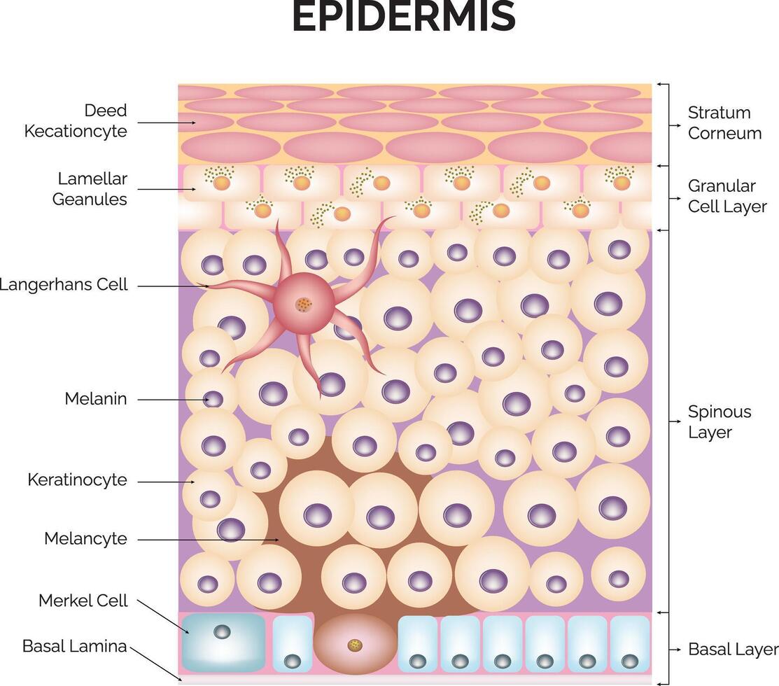 Epidermis Science Design Illustration Diagram vector