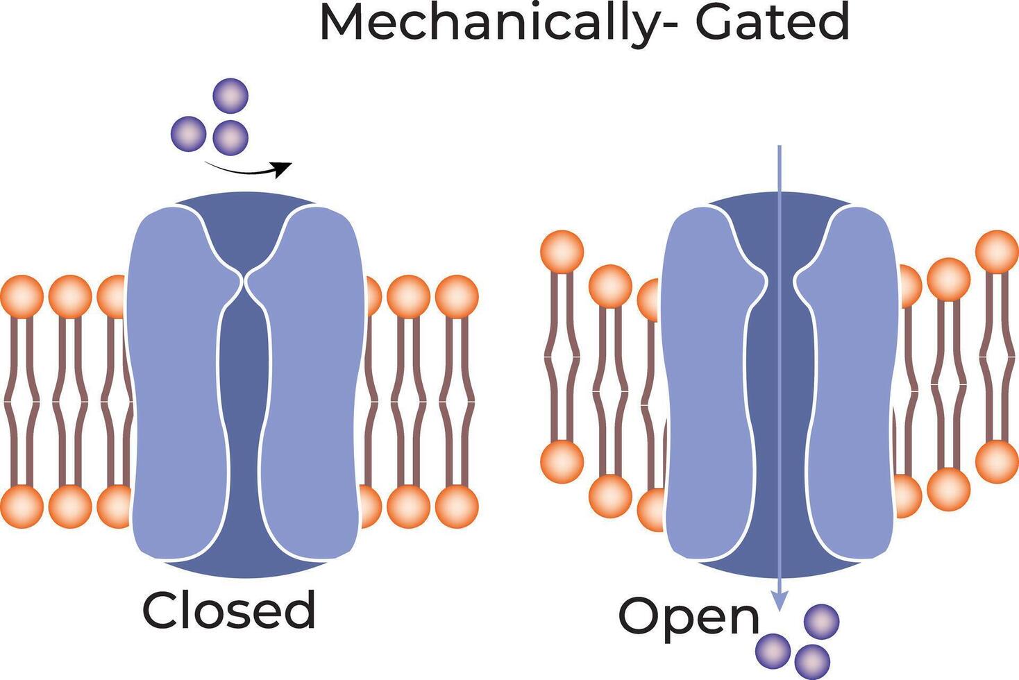 Mechanically Gated Science Design Illustration Diagram vector