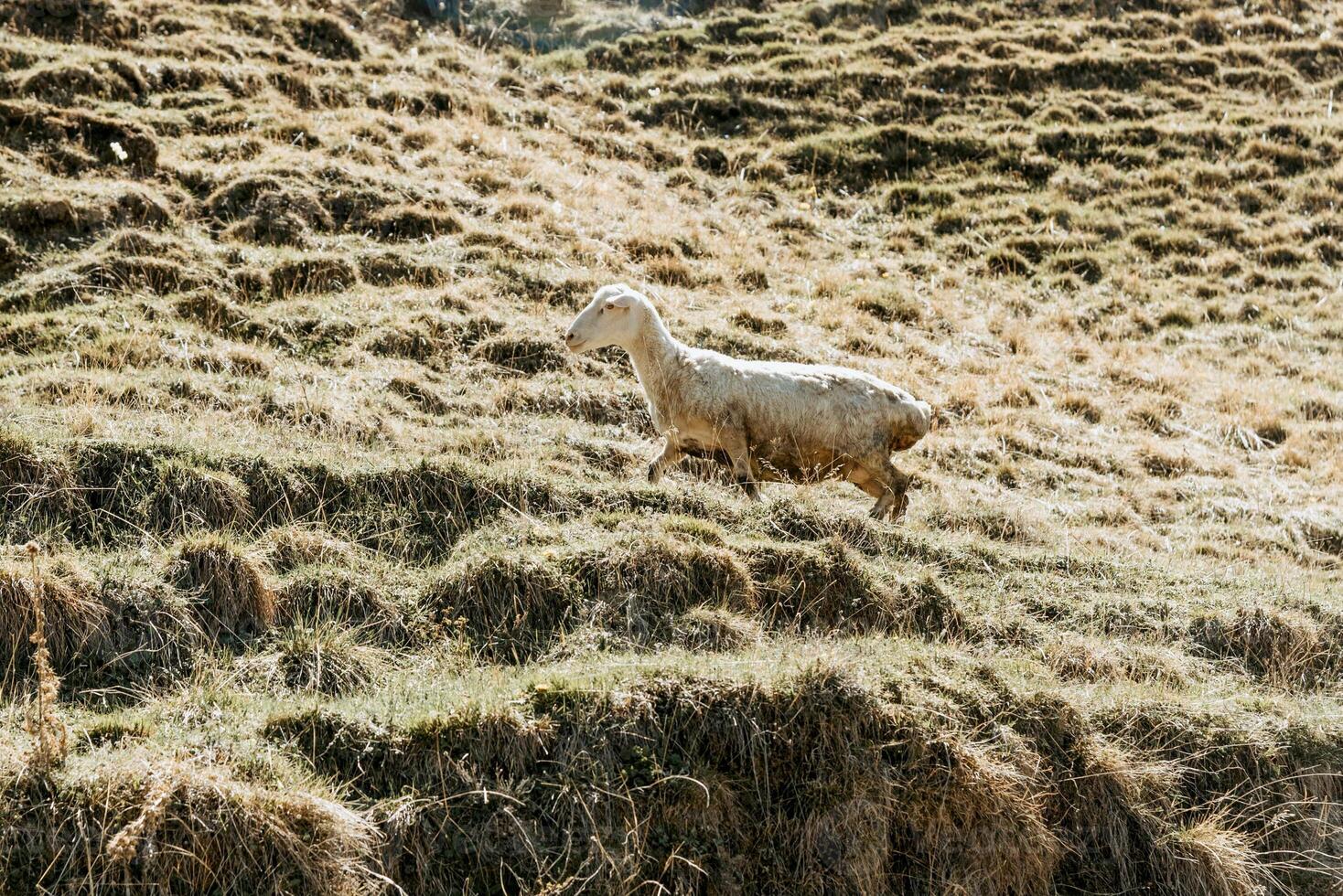 Herd of mountain amazing sheep grazing on hilly green meadow, farm animals walking photo