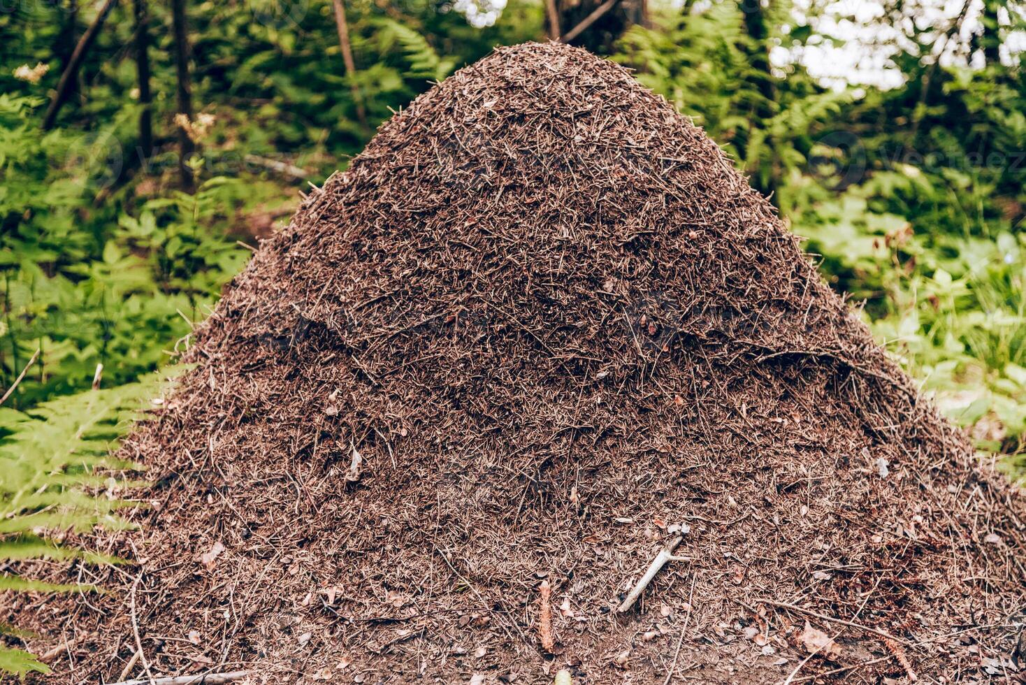 Large anthill covered with pine needles, earthen termite hill in forest photo