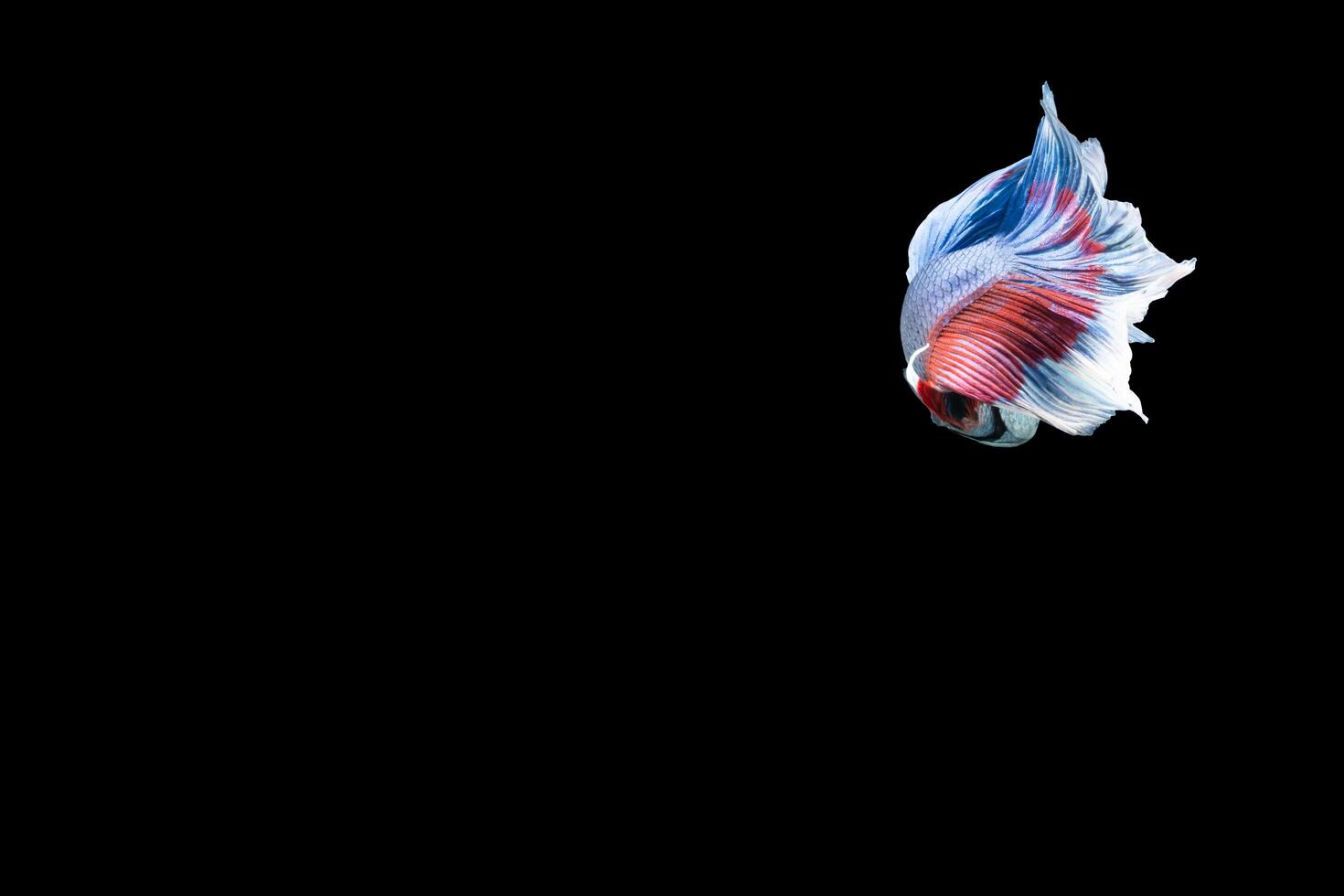 Halfmoon betta fish with blue and red stripes photo