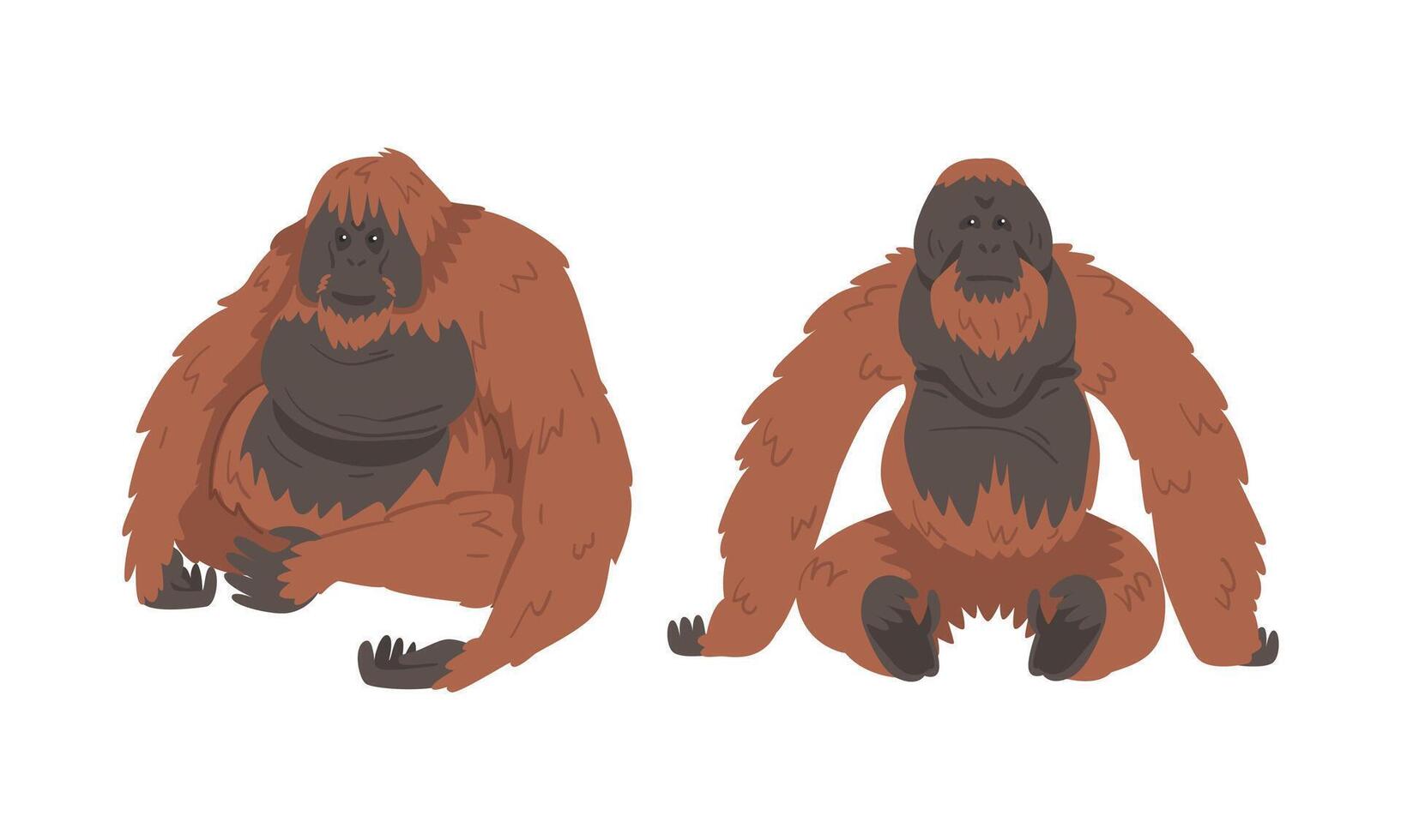 Orangutan Monkey as Arboreal Great Ape with Long Arms Set vector