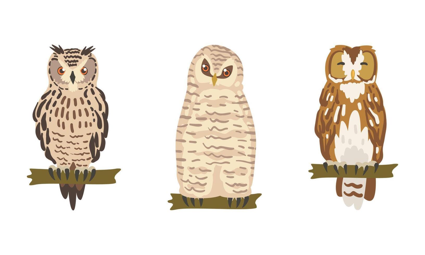 Owl Species as Nocturnal Bird of Prey with Hawk-like Beak and Forward-facing Eyes Perching on Tree Branch Set vector