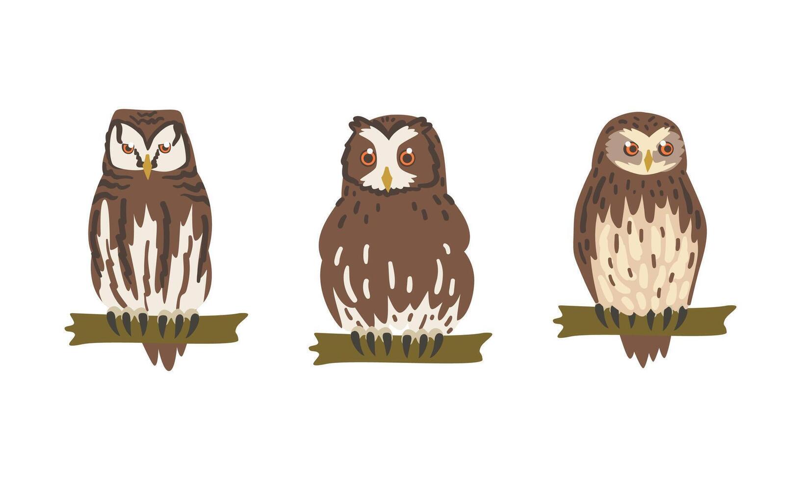 Owl Species as Nocturnal Bird of Prey with Hawk-like Beak and Forward-facing Eyes Perching on Tree Branch Set vector