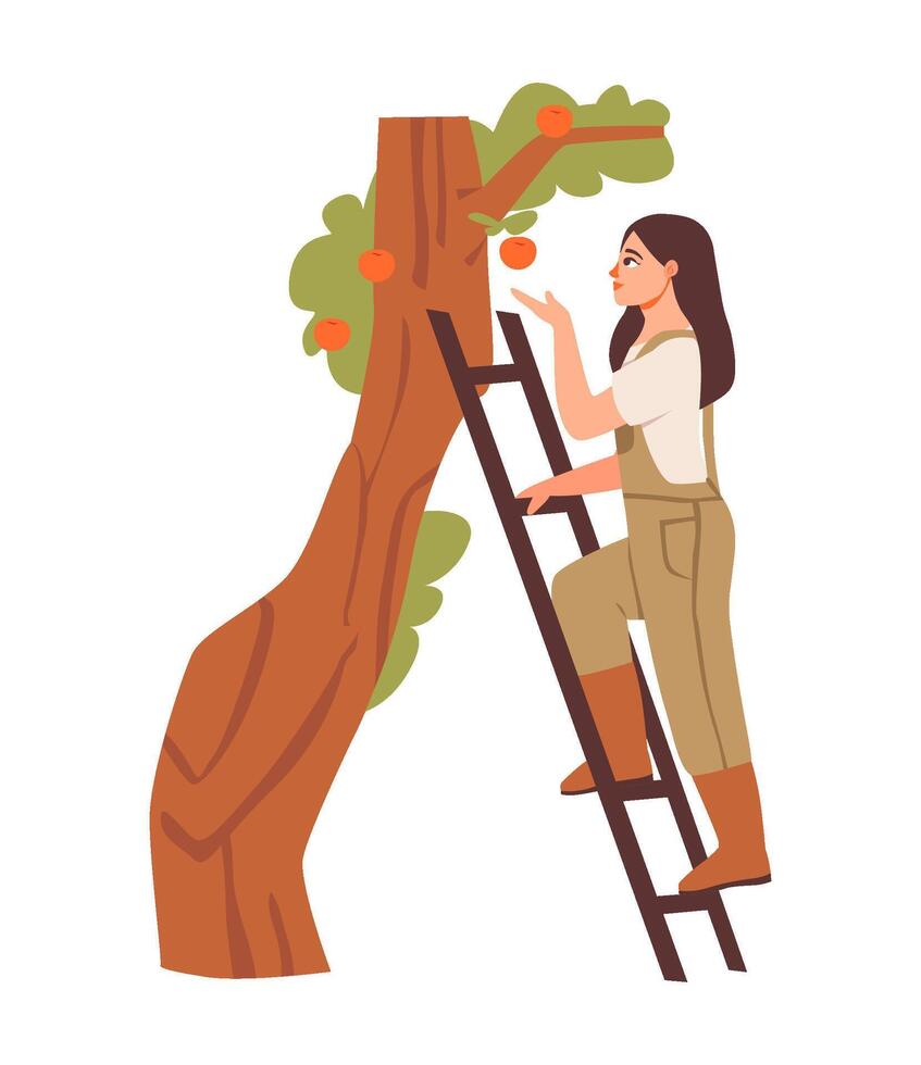 Woman harvesting apples. Female working in a farm, gathering fruits in a countryside orchard. Flat illustration. vector