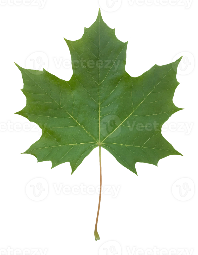 green maple leaf with visible vein structure isolated on background for nature and botanical design png