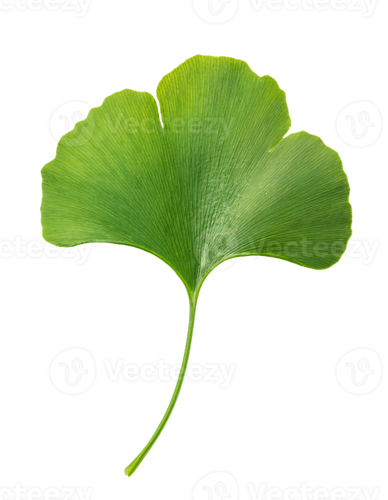 single ginkgo biloba leaf with vibrant green fan-shaped design on isolated background for botanical and herbal themes png