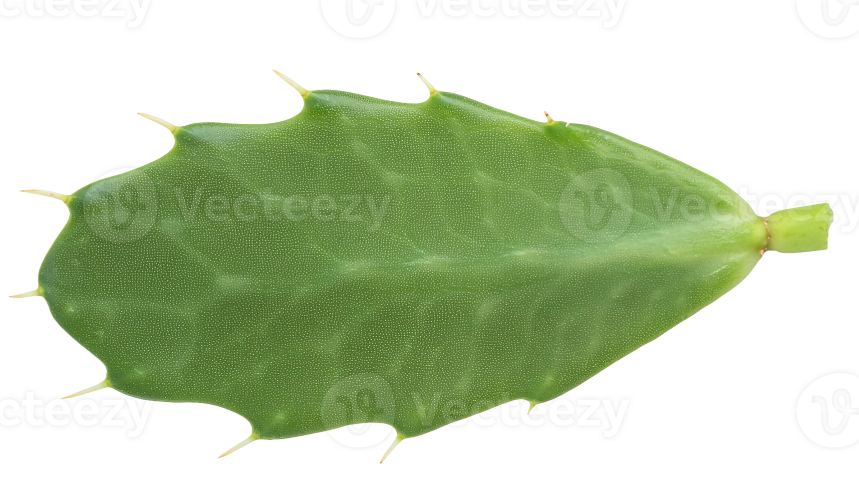 cactus leaf isolated background with natural texture and spines for botanical and eco design png