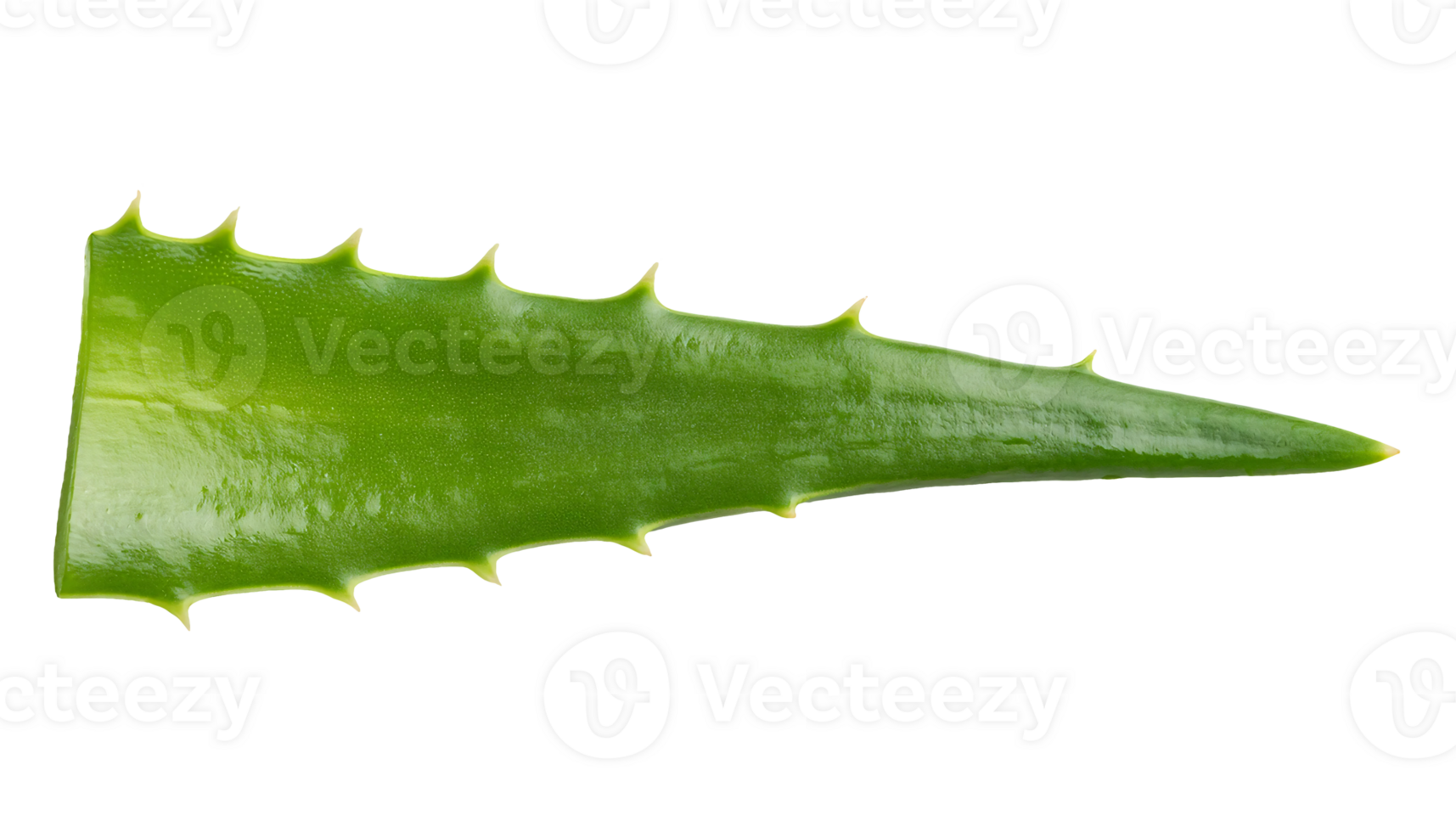 sharp aloe vera leaf segment with glossy texture on isolated background png