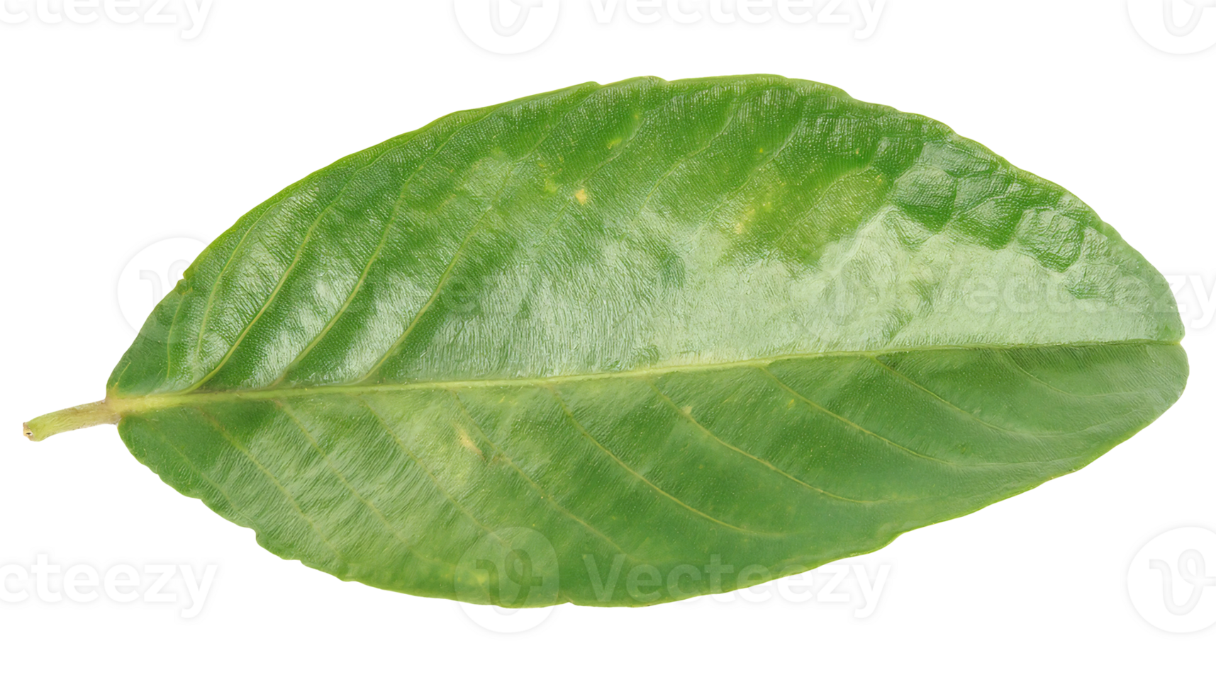 single glossy green leaf with natural texture isolated background for botanical and eco design png