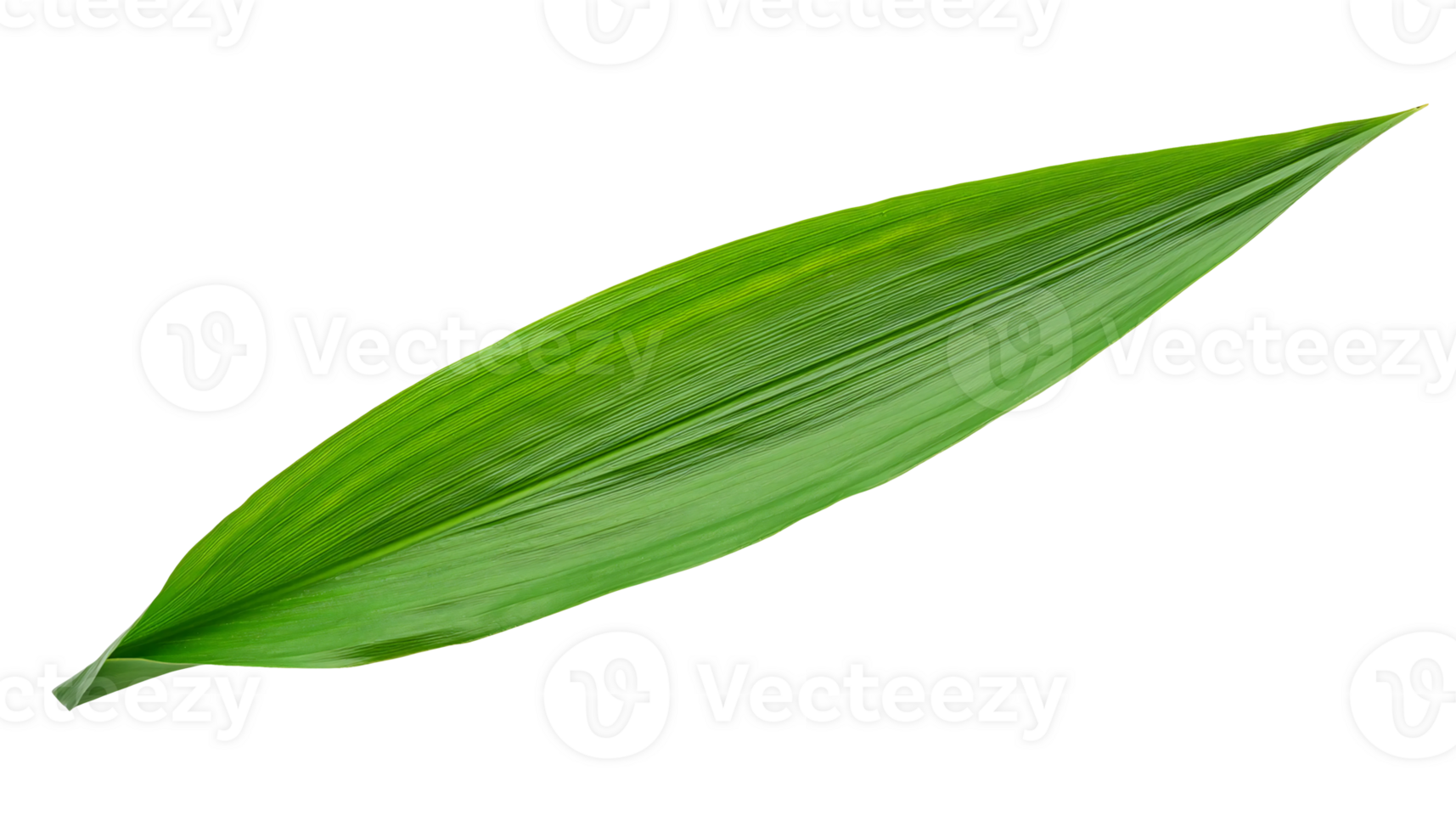 long green tropical leaf with detailed texture on isolated background png