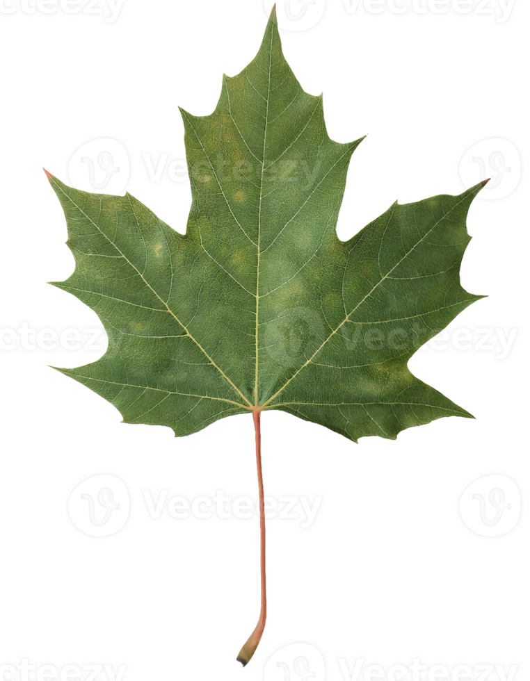 green maple leaf with visible veins on isolated background for botanical and nature design concepts png