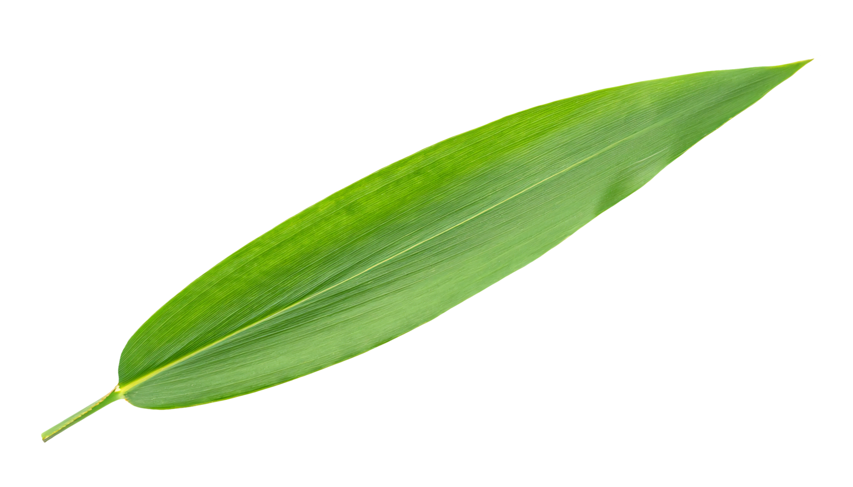 long green leaf with smooth texture and natural veins on isolated background png