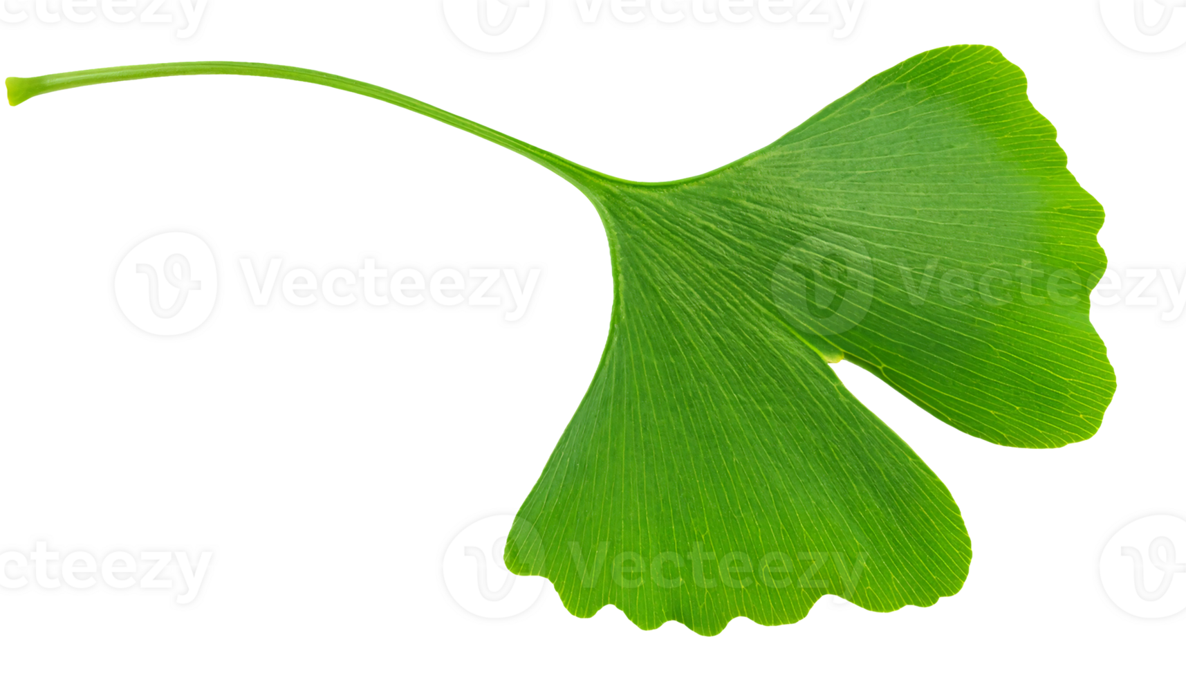 ginkgo biloba leaf with unique fan-shaped design on isolated background for herbal and natural applications png