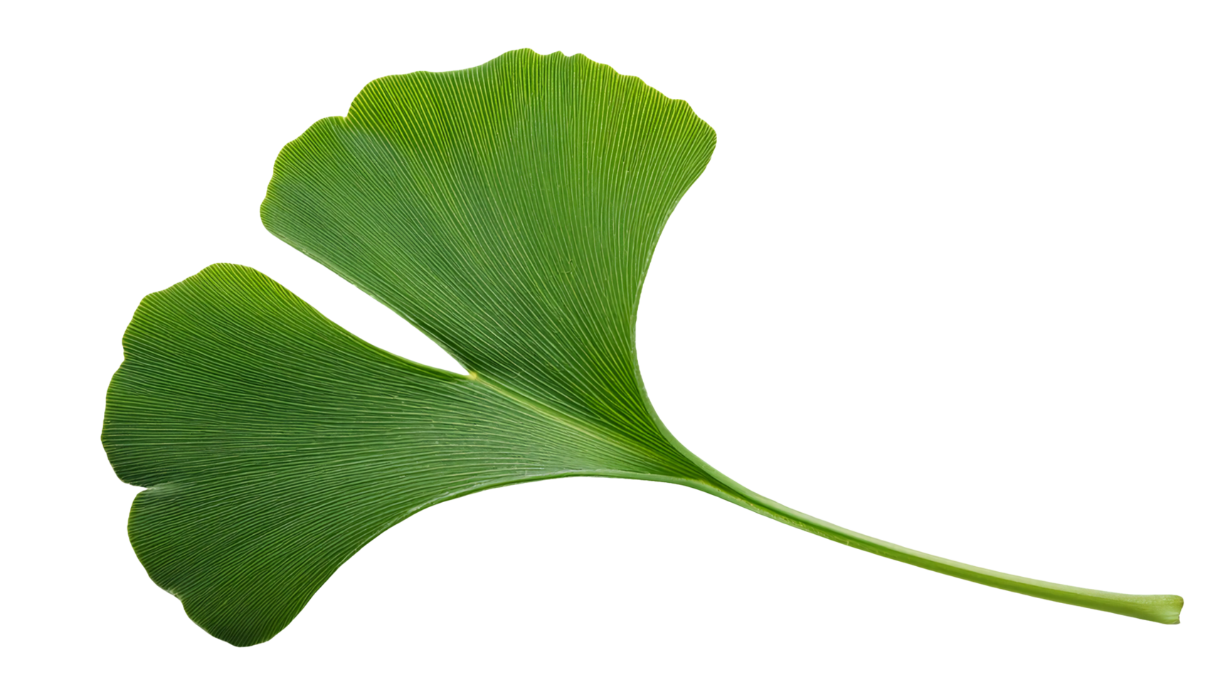 green ginkgo biloba leaf on isolated background with fan-shaped structure and detailed texture for natural designs png