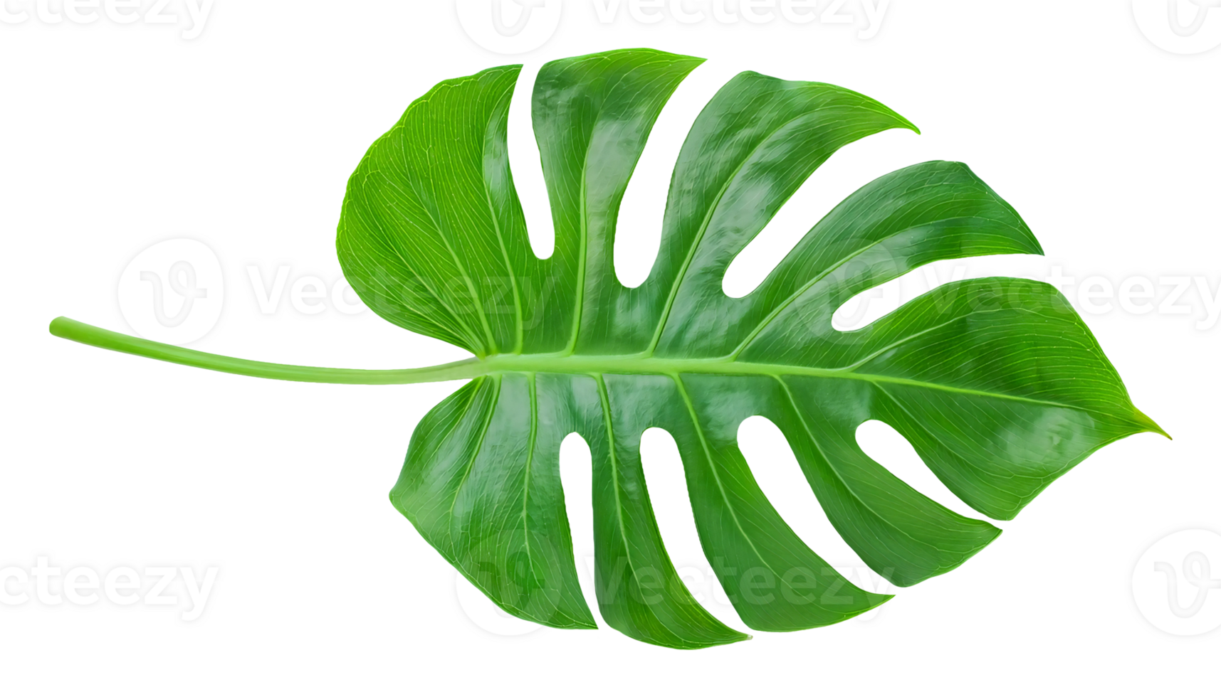monstera deliciosa leaf with natural splits and glossy texture on isolated background png