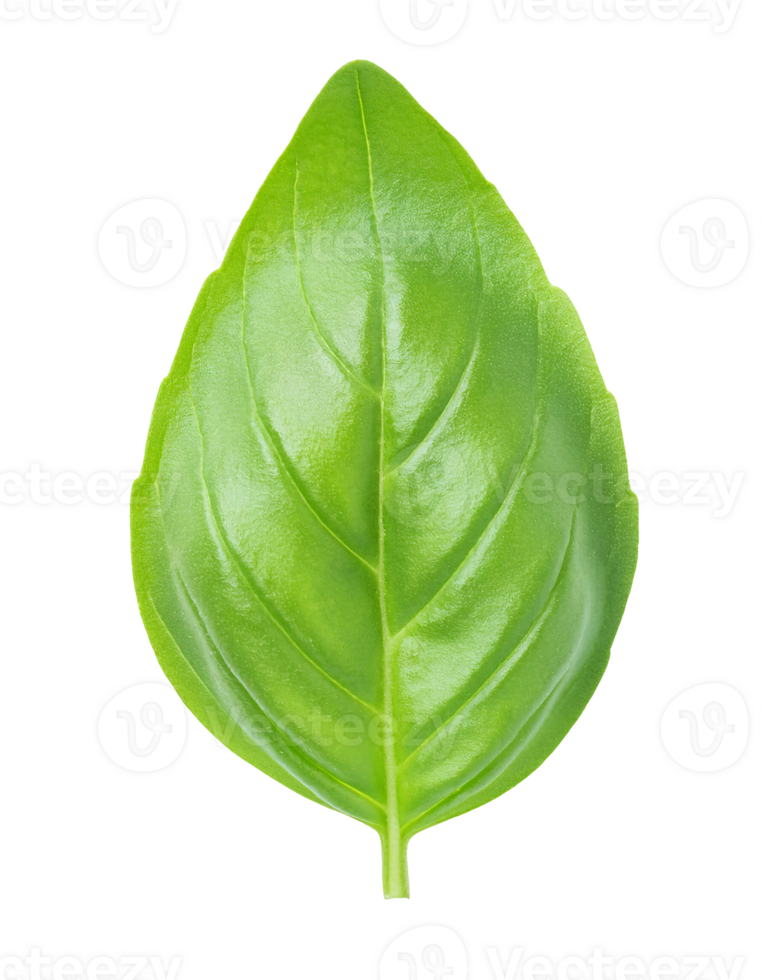 fresh basil leaf with detailed veins on isolated background png